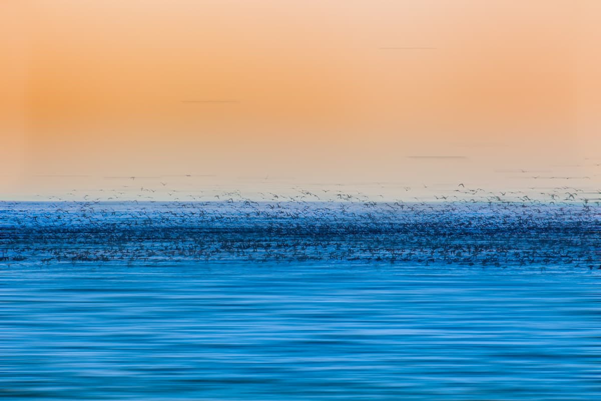 Monterey Bay Birds 004