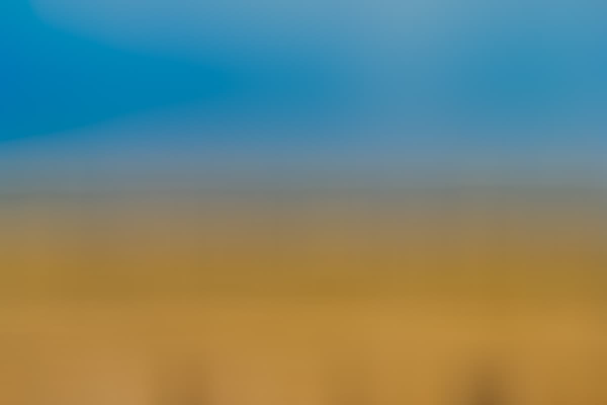 Monterey Bay Birds 004 Alt Edit